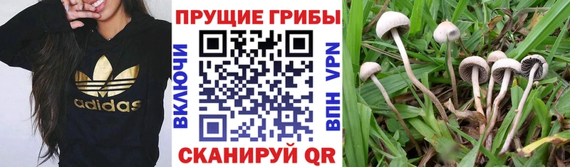 Галлюциногенные грибы Psilocybe  Красный Холм 
